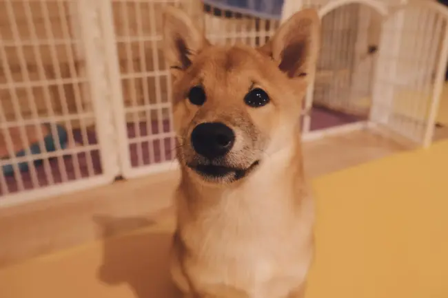 Photo by Melody Less brown and white short coated dog