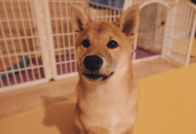 brown and white short coated dog