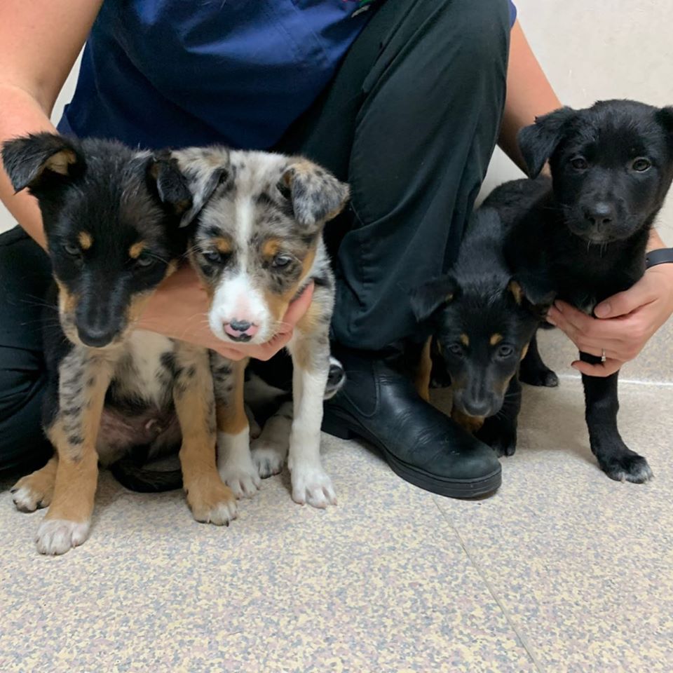 100914313_142382747381642_6626600836501864448_o