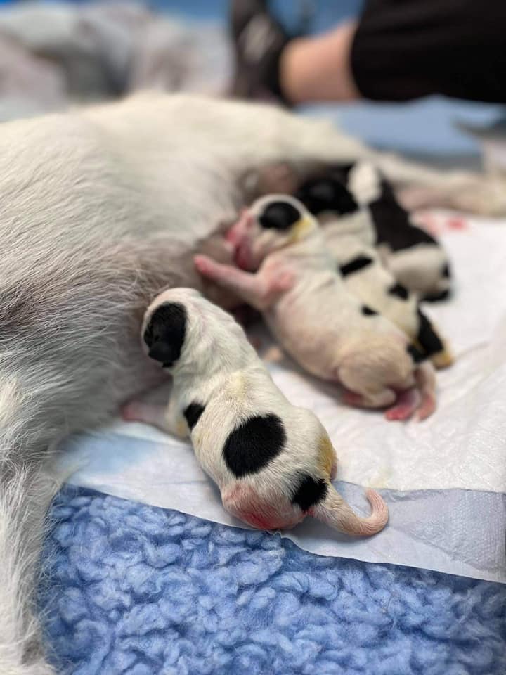 174111051_145306390932579_8855915952579570110_n