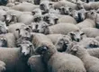 herd of brown sheep