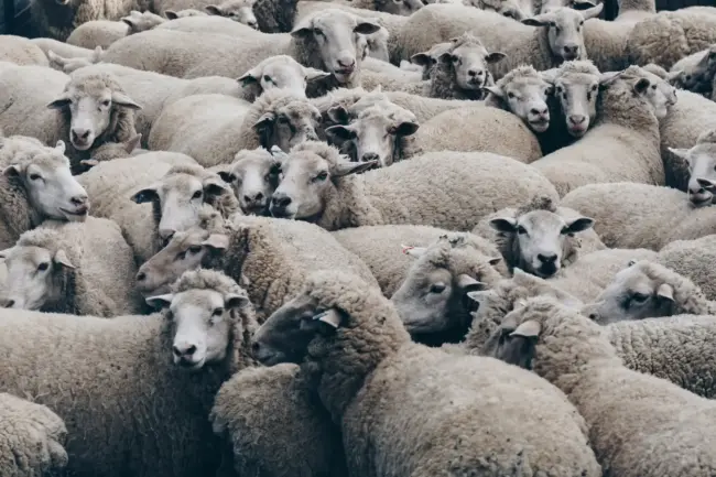 Photo by Christopher Burns herd of brown sheep
