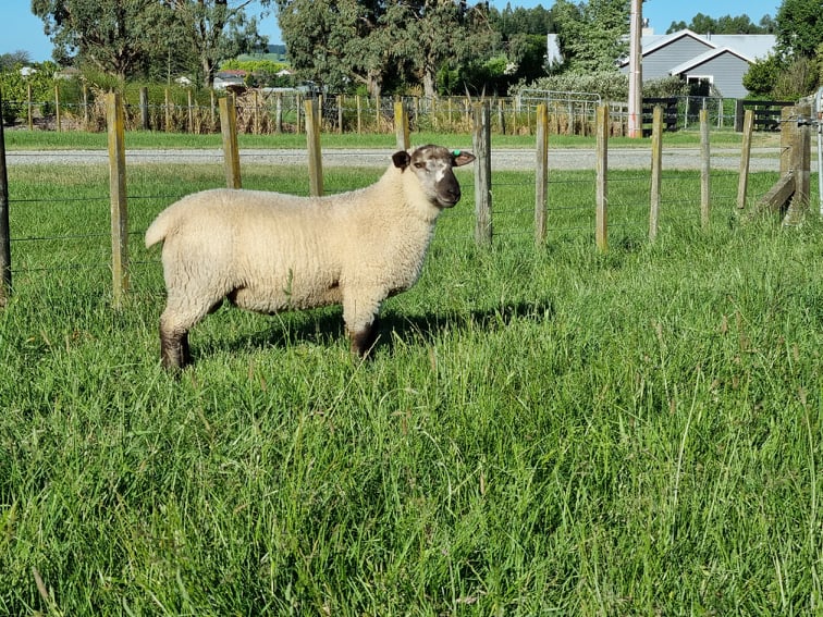 258864329_2677432999232034_518986529632662247_n