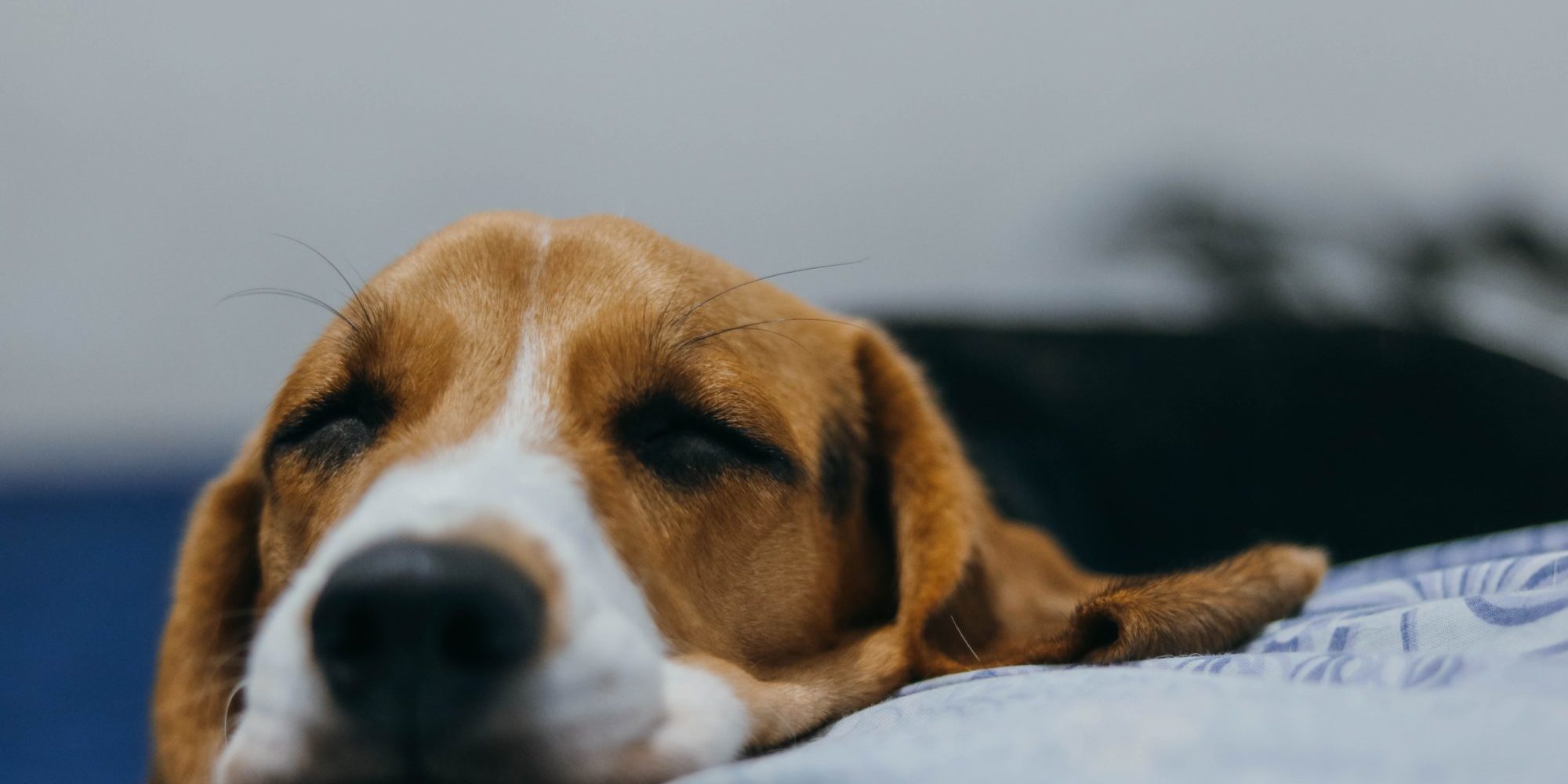 short-coated tan and white dog