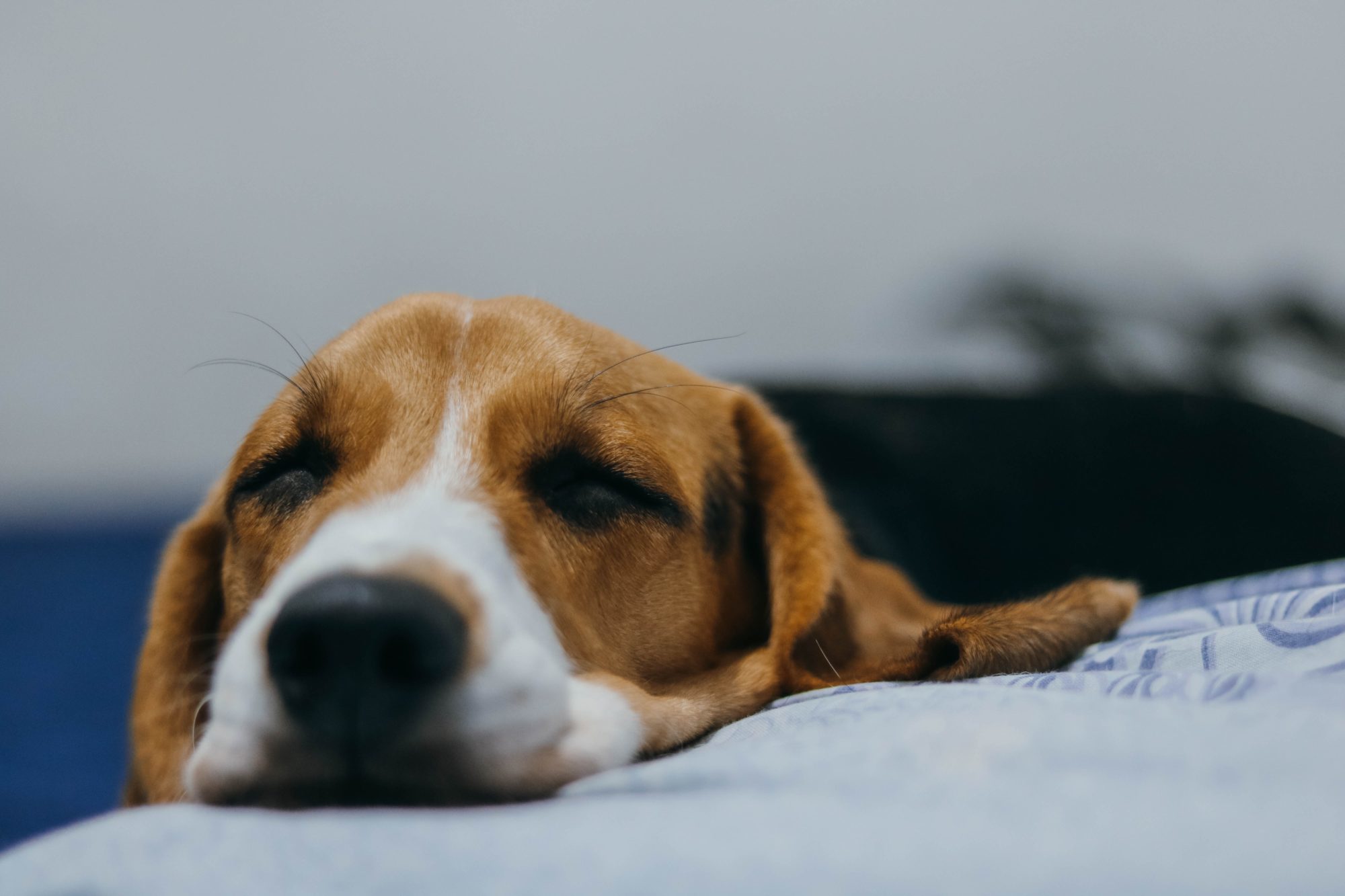short-coated tan and white dog
