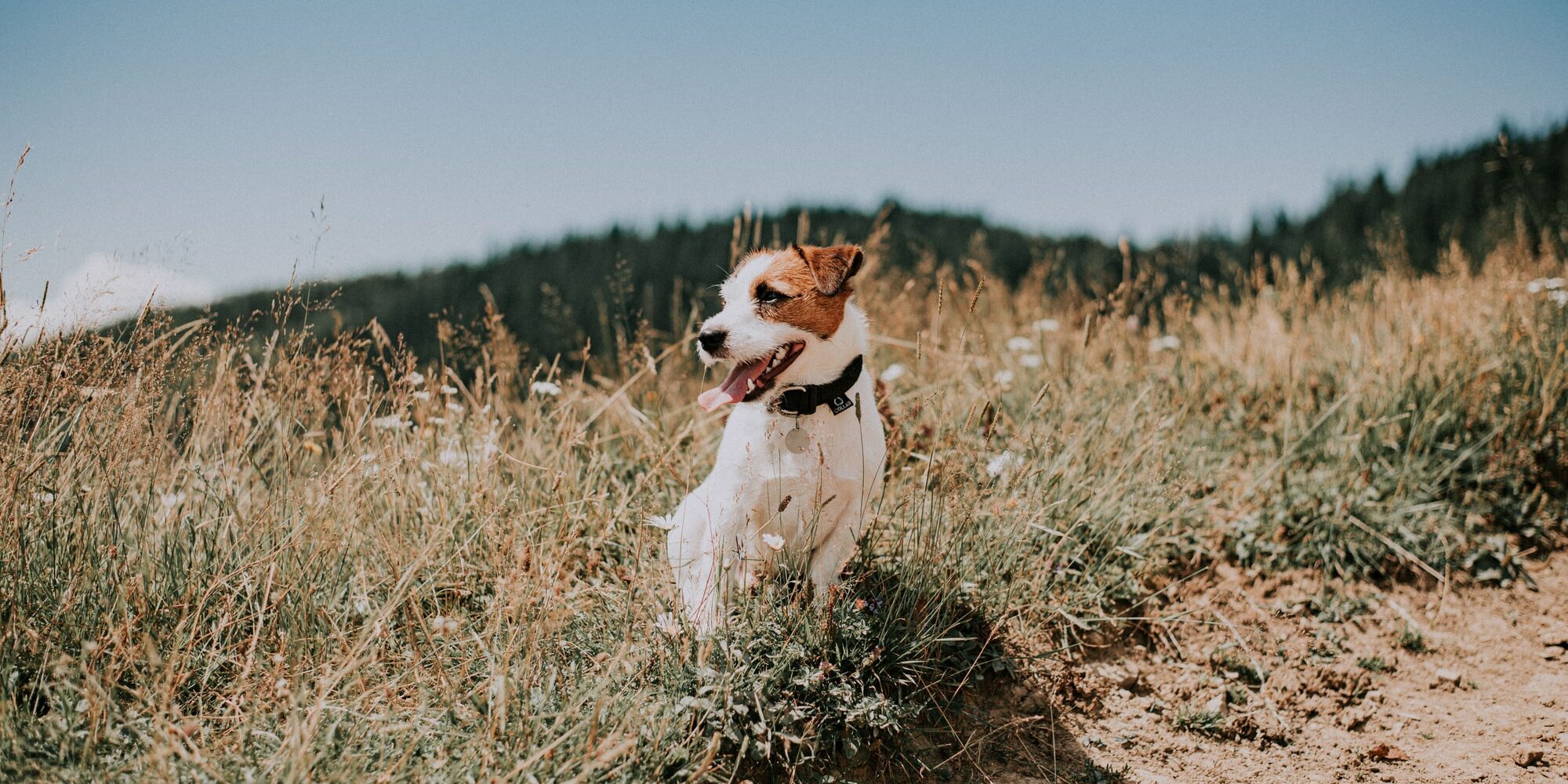 white and brown short coated dog on brown field during daytime