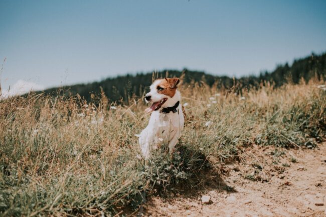white and brown short coated dog on brown field during daytime
