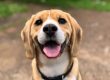 dog's face