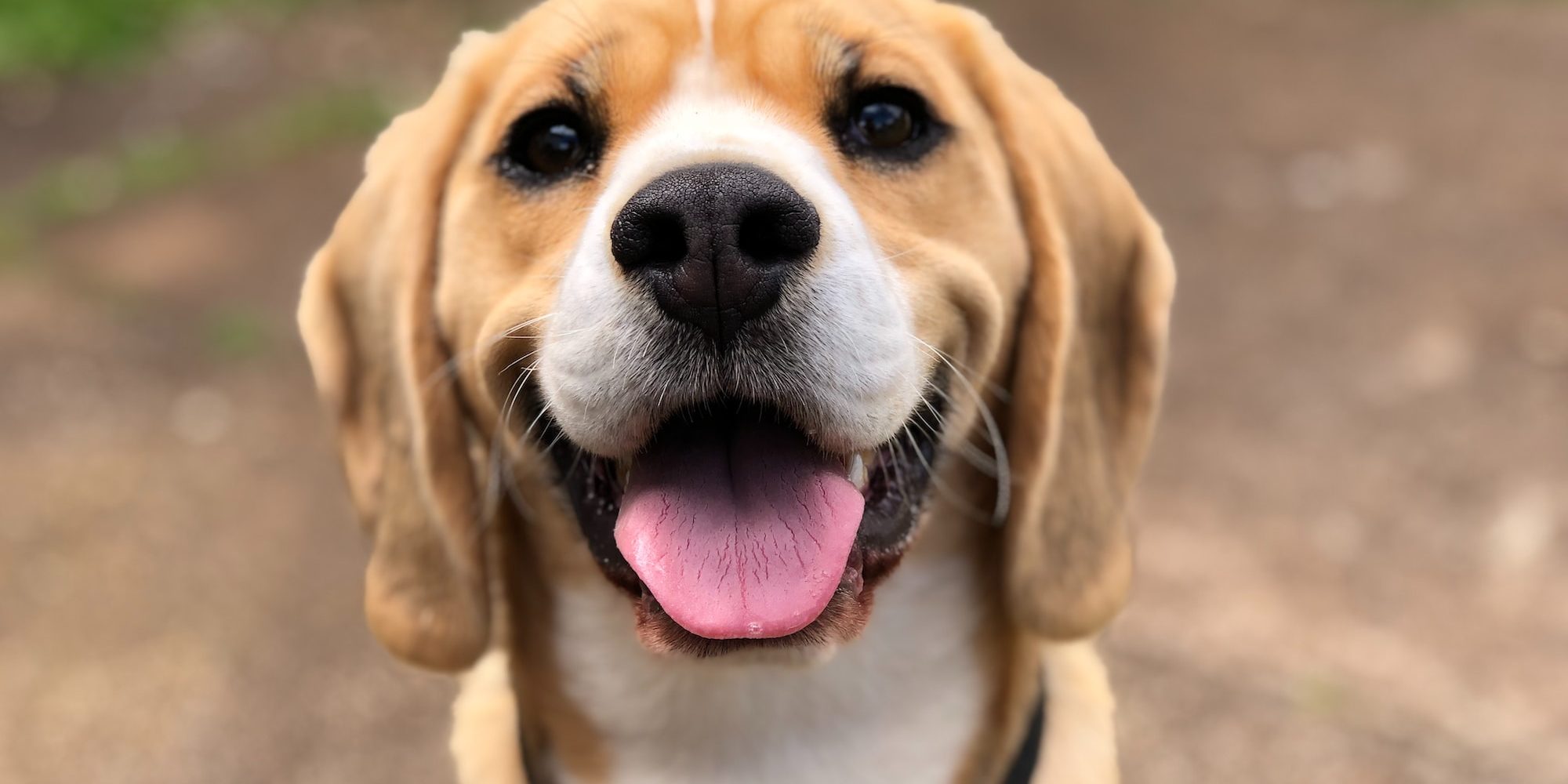 dog's face