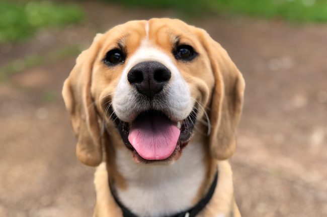 dog's face