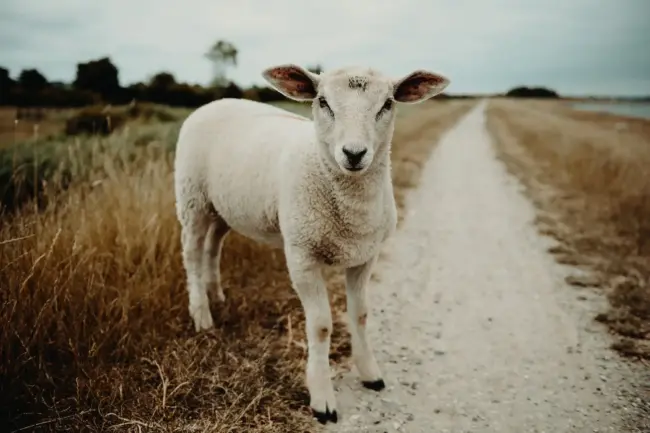 Photo by Flavio Gasperini lamb on a pathway
