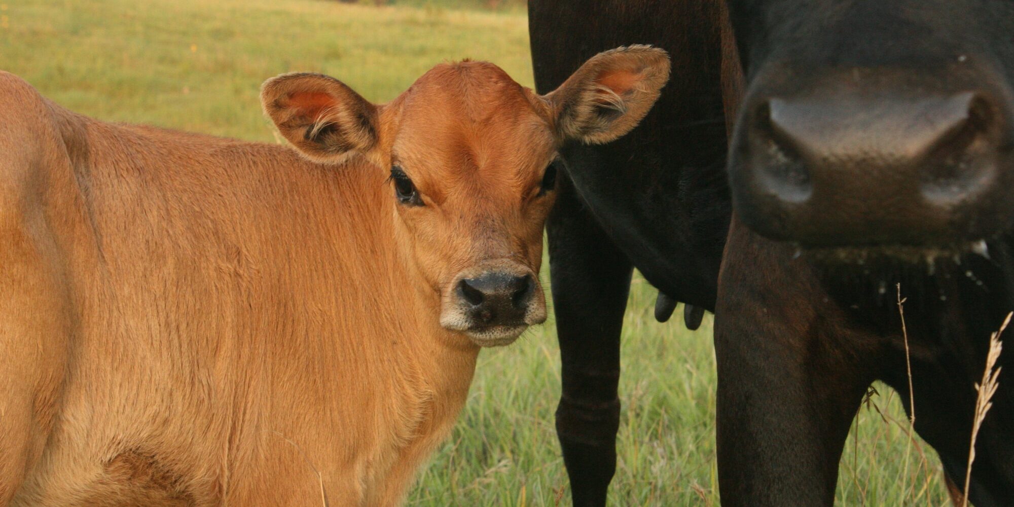 Pregnant Cow