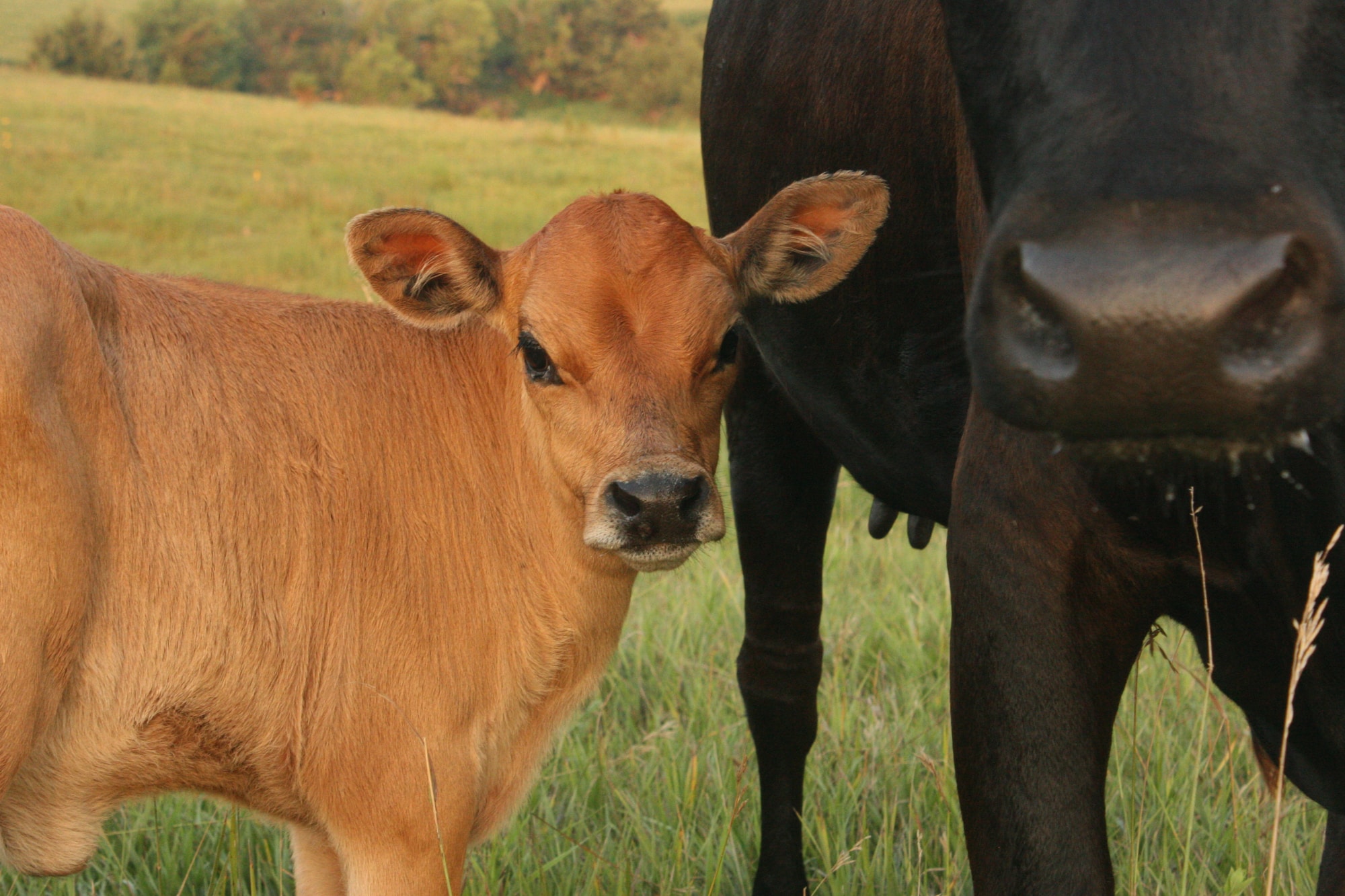 brown cow on green grass field during daytime