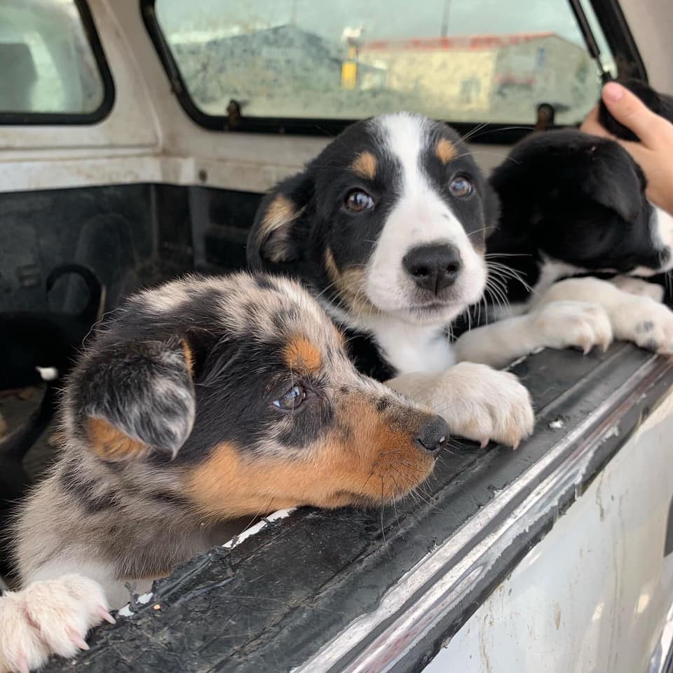 96518582_2640356246209901_3300432618922704896_n