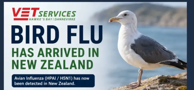 Bird Flu Poster