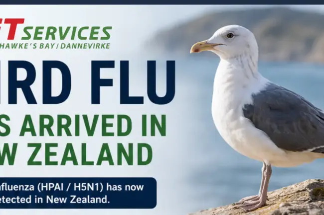 Bird Flu Poster