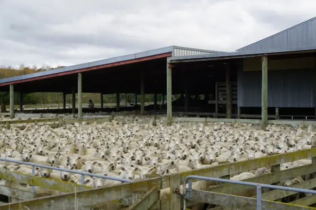 Busy Yards,. Grace Lowry