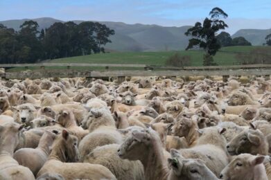 Caitlin - sheep yards