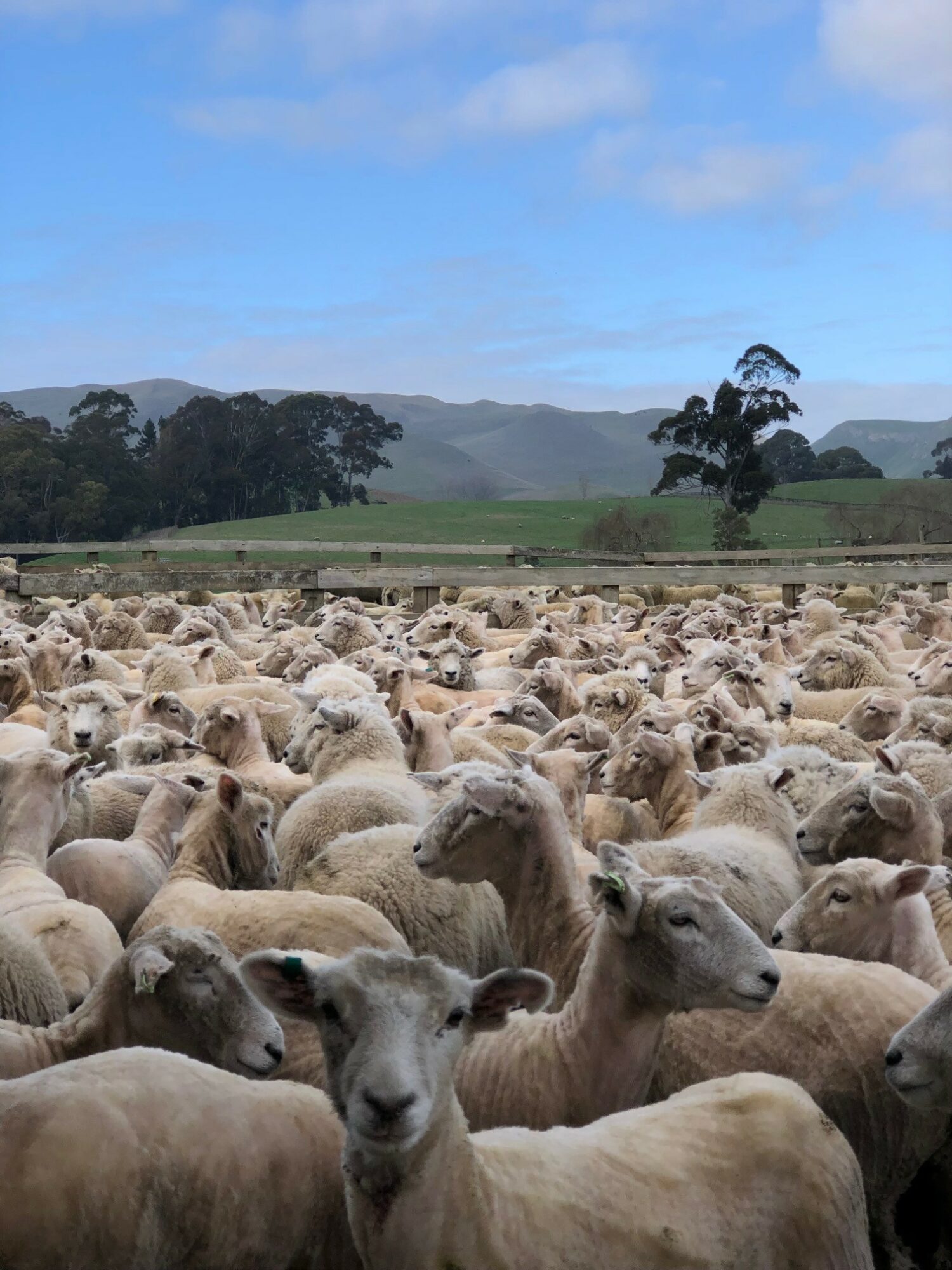 Caitlin - sheep yards