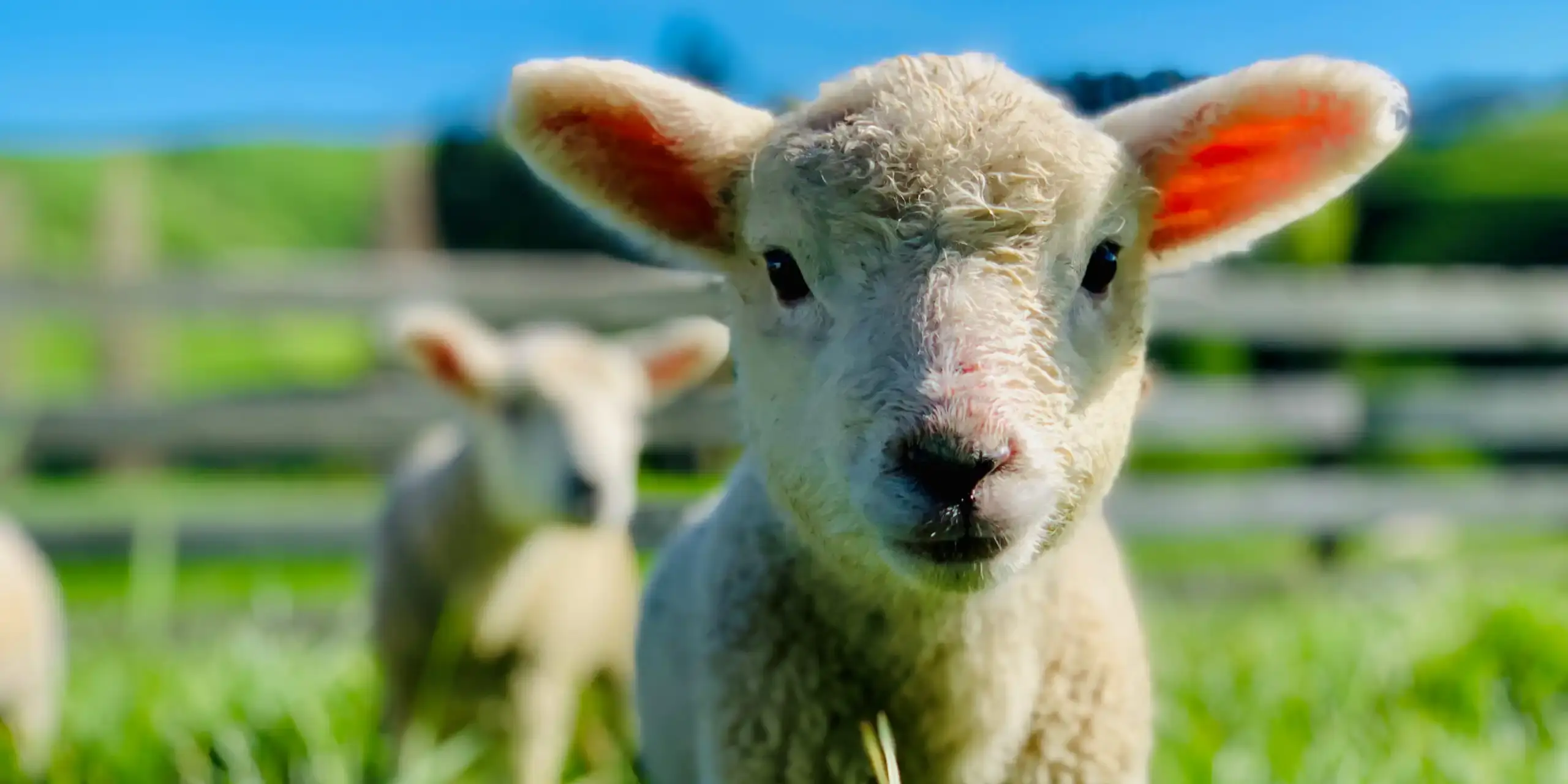 Camille. Spring Lamb-edited