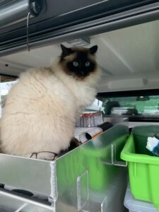 Cat in Vet Truck