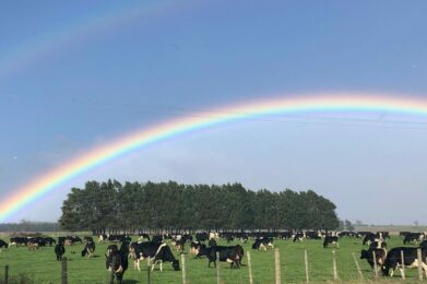 Dairy Cow rainbow 2