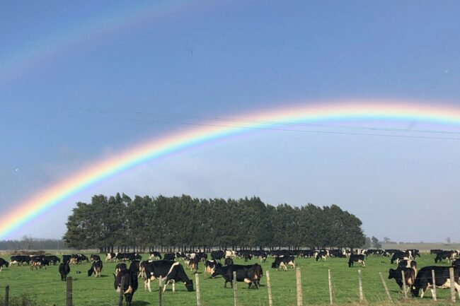 Dairy Cow rainbow 2