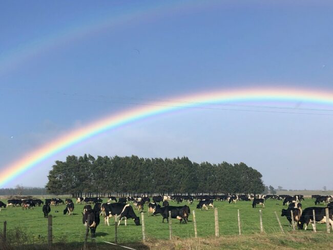 Dairy Cow rainbow 2