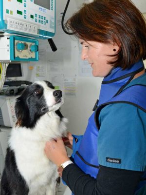 Dogs - General Health and Routine Visits