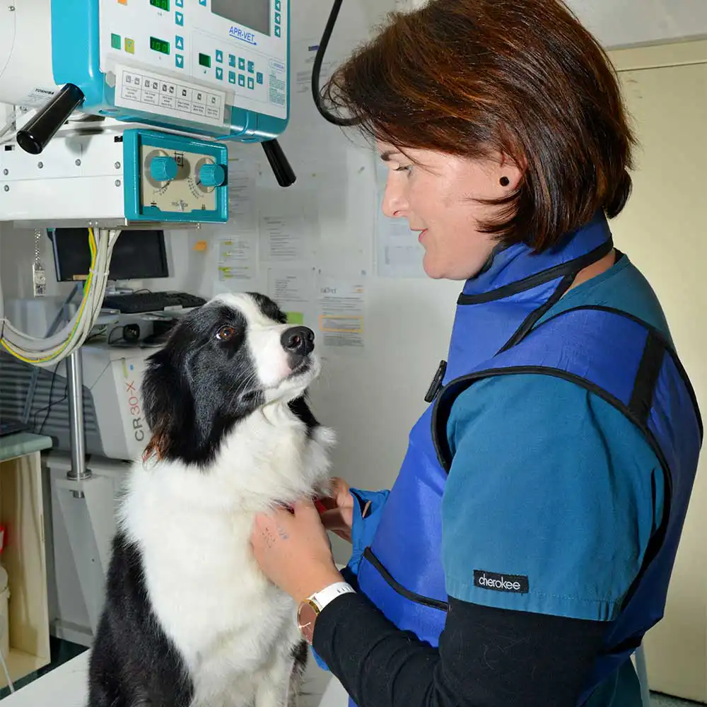 Dogs - General Health and Routine Visits
