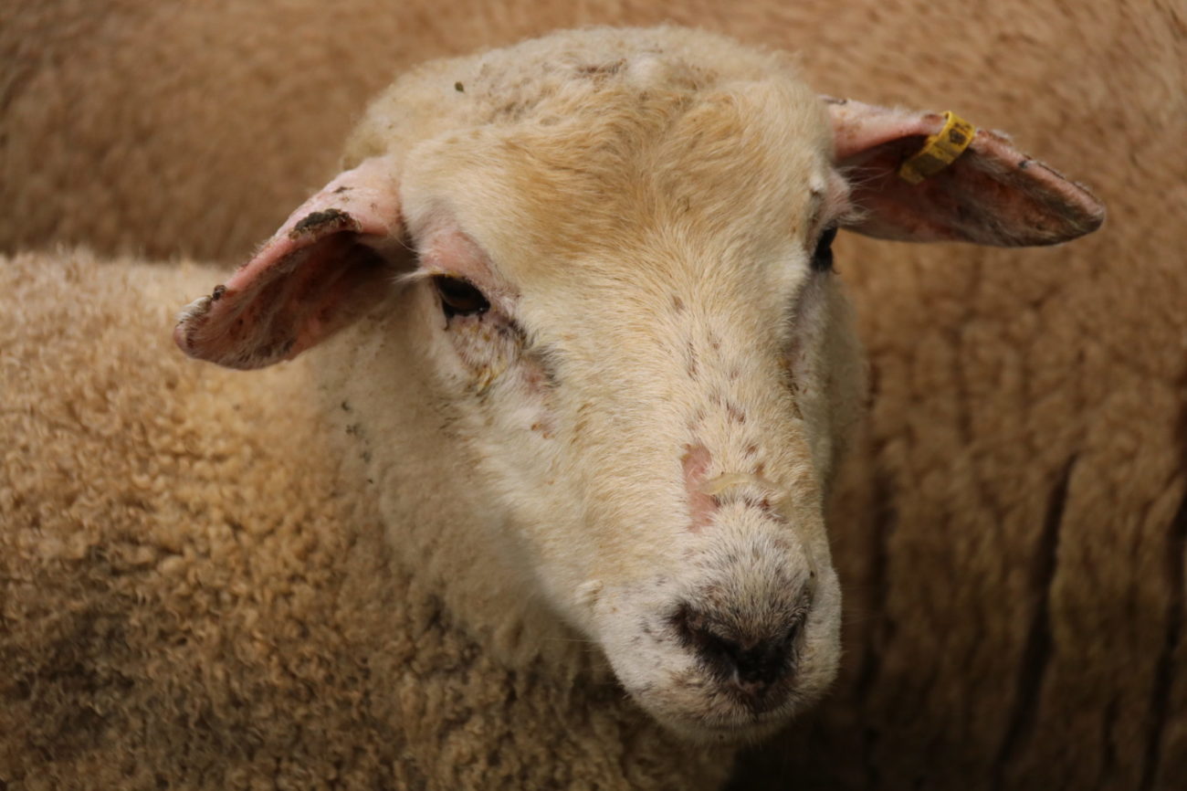 Facial Eczema Page 2 of 2 Vet Services Hawke's Bay