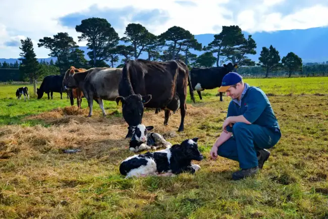 Farm and Lifestyle – Dairy – 4