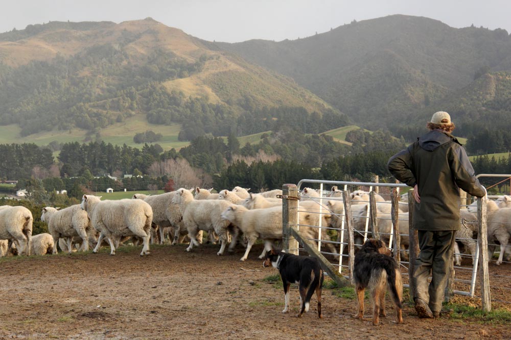 全店販売中 csfoto 8 x 6ft背景for the Flock of Sheep on夏Meadows 