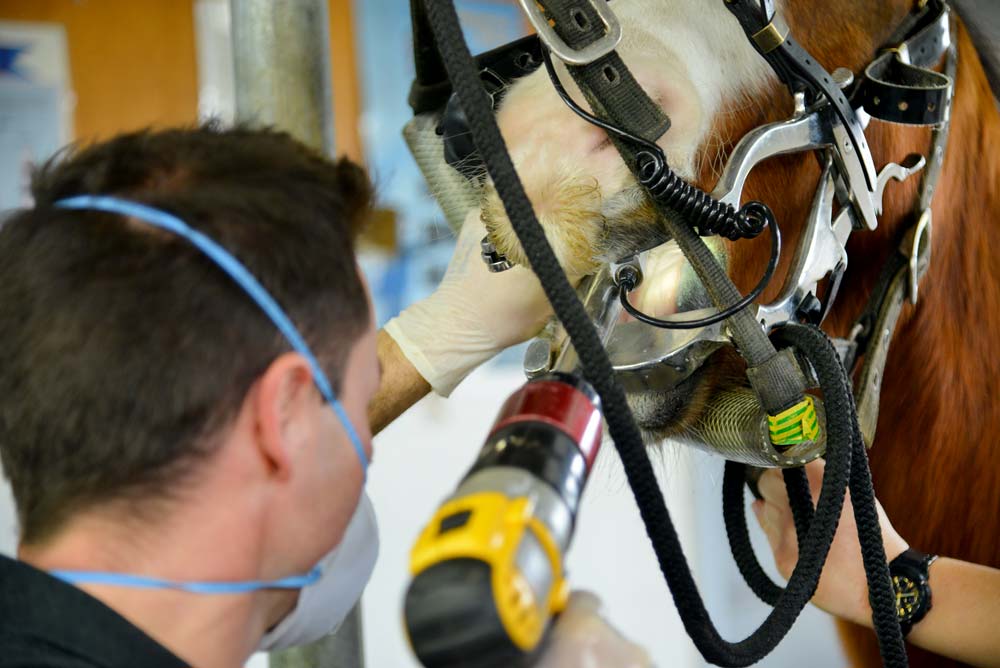 General Health and Advice - Dental close up