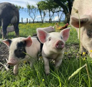 Grace - Piglets