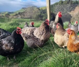 Hamish Chickens