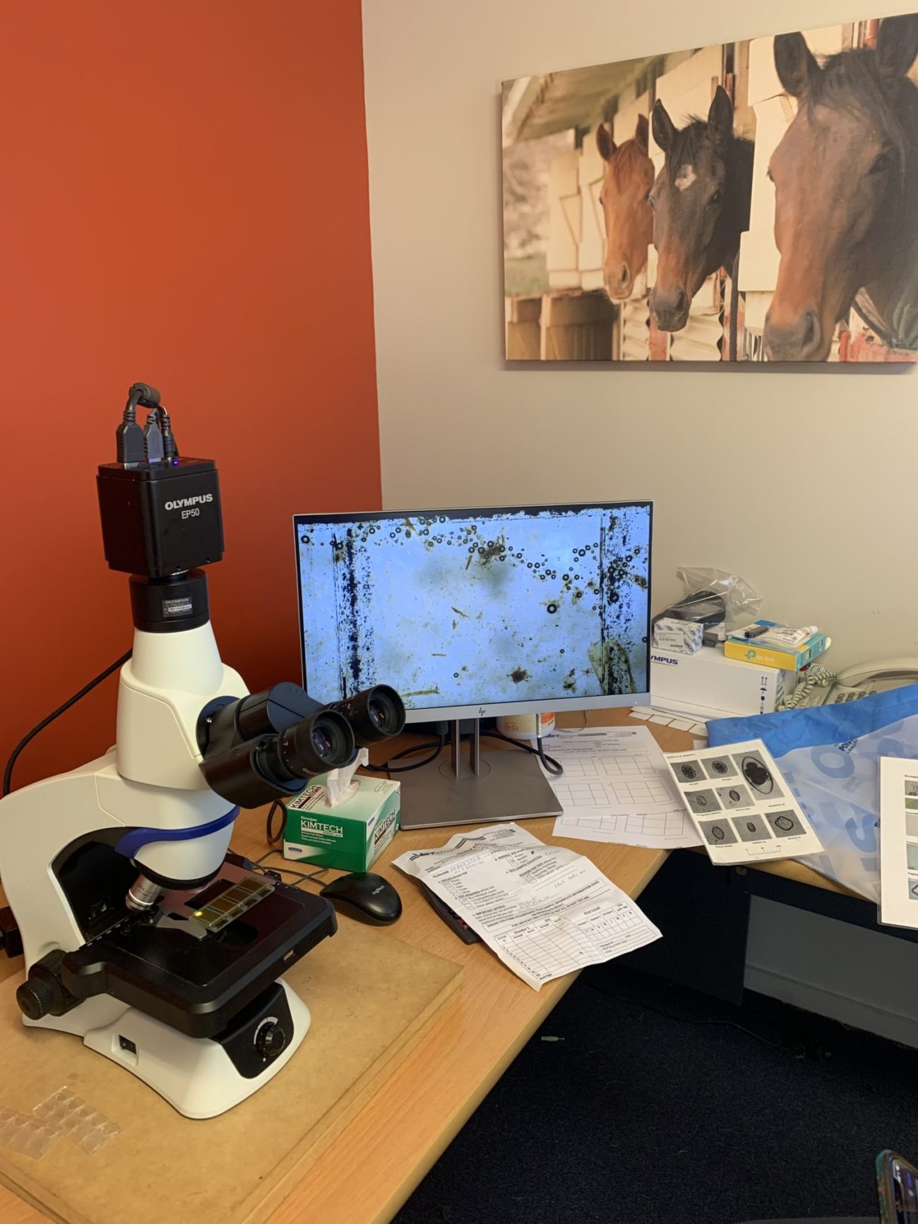 Facial Eczema Vet Services Hawke's Bay