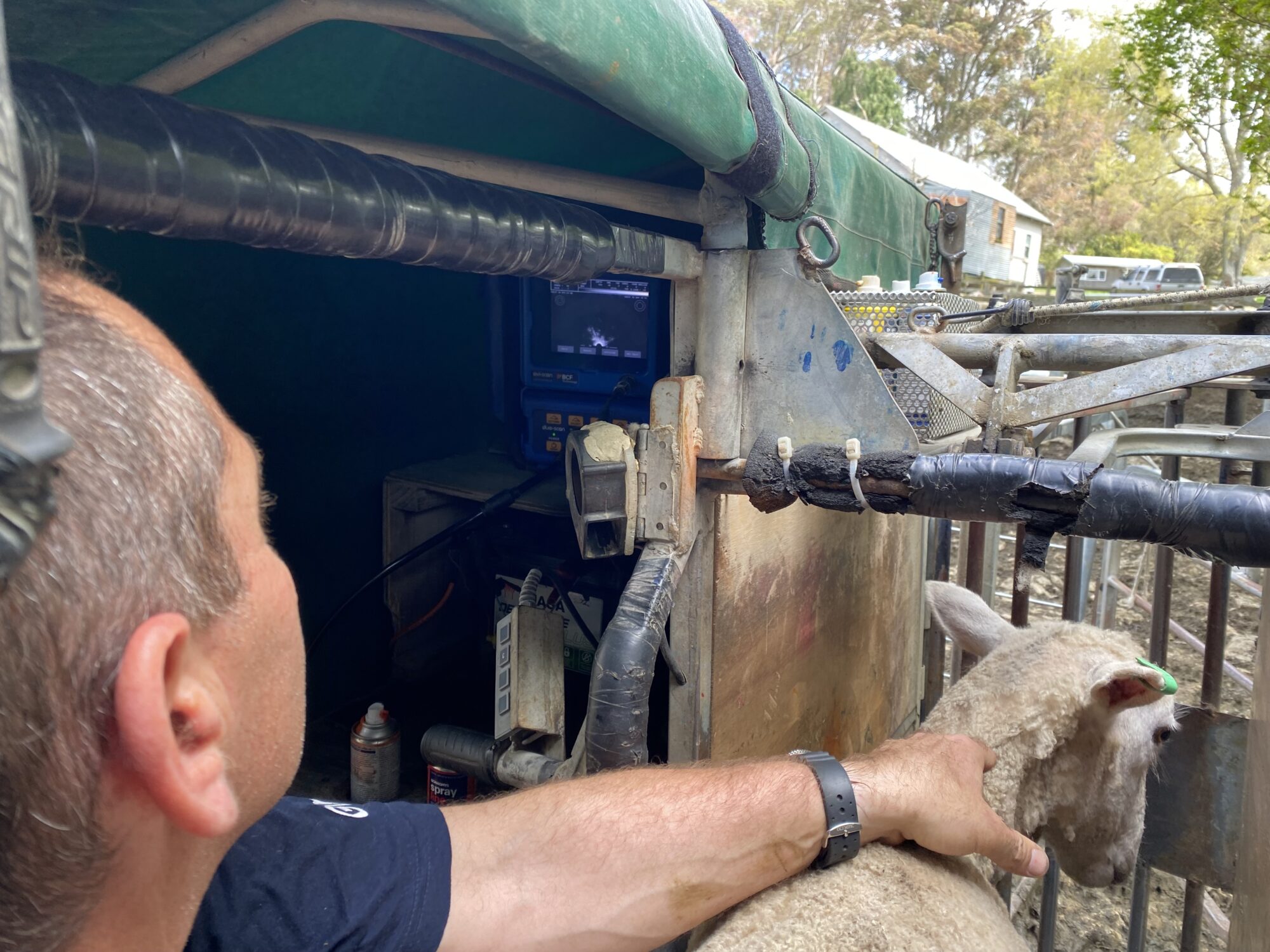 Sheep scanning 2022 Vet Services Hawke's Bay