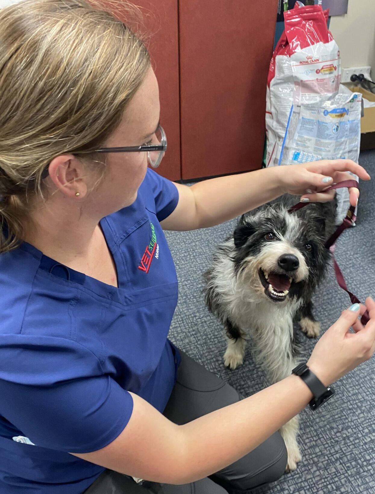 Paralysed dog defies the odds and learns to walk again – Vet Services ...