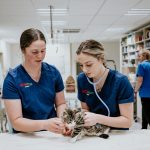 Lisa Fisher Photography - Vet Services Hawkes Bay CHB - High Resolution-25