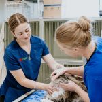 Lisa Fisher Photography - Vet Services Hawkes Bay CHB - High Resolution-88