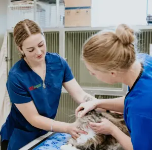 Lisa Fisher Photography - Vet Services Hawkes Bay CHB - High Resolution-88