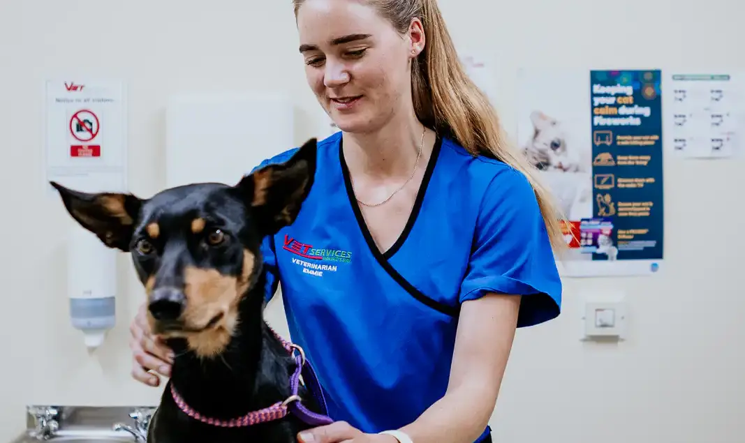 Lisa Fisher Photography - Vet Services Hawkes Bay Hastings -High Resolution-52