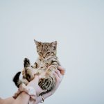 Lisa Fisher Photography - Vet Services Hawkes Bay Napier -High Resolution-25
