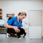 Lisa Fisher Photography - Vet Services Hawkes Bay Napier -High Resolution-57