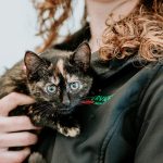 Lisa Fisher Photography - Vet Services Hawkes Bay Napier -High Resolution-6