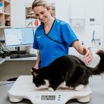 Lisa Fisher Photography - Vet Services Hawkes Bay Napier - Web Social Media-61