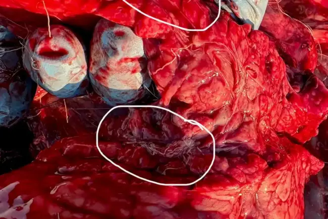 Lungworm