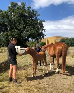Nic & foal