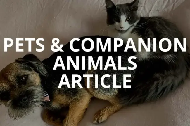 Pets Article Placeholder